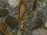 cross section of concrete sample1